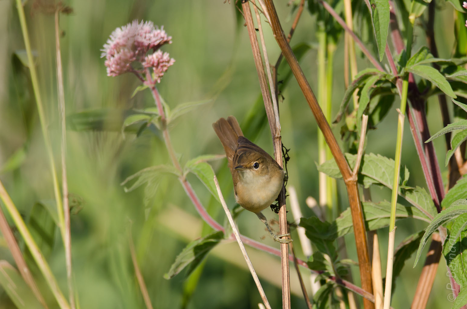 Rousserolle effarvate