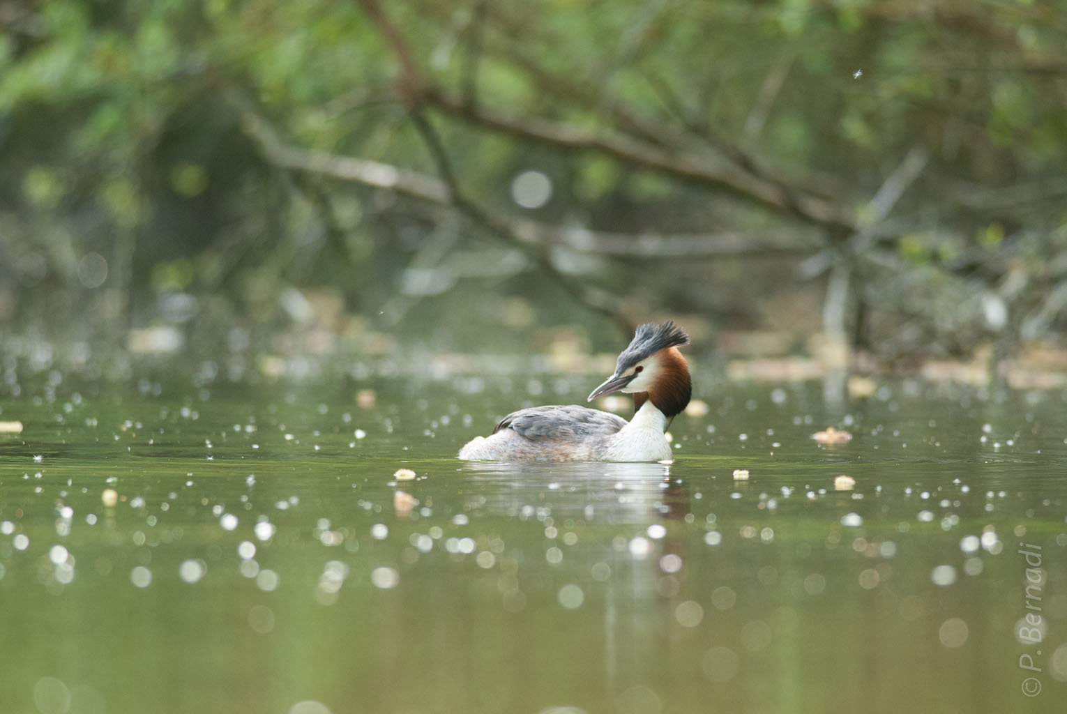 Grèbe huppé