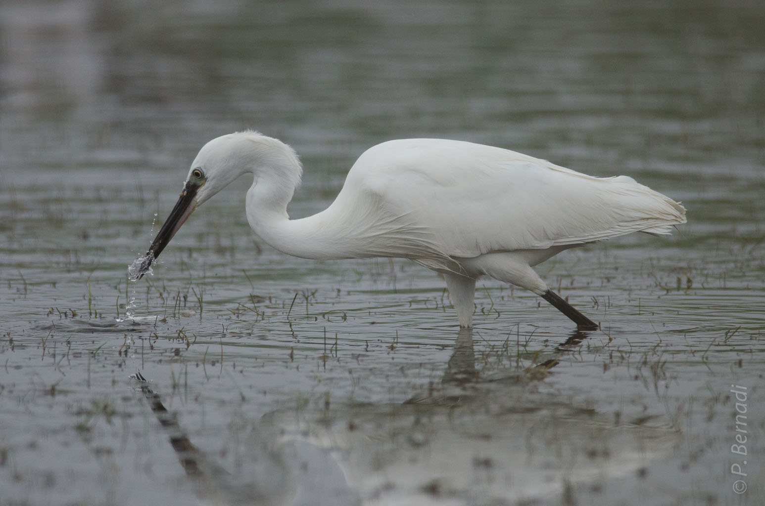Aigrette garzette