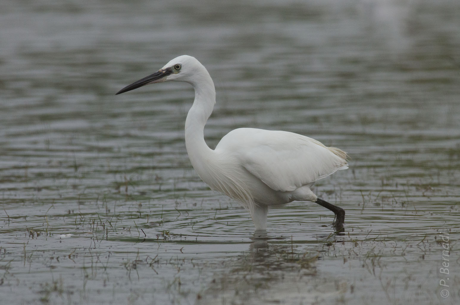 Aigrette garzette