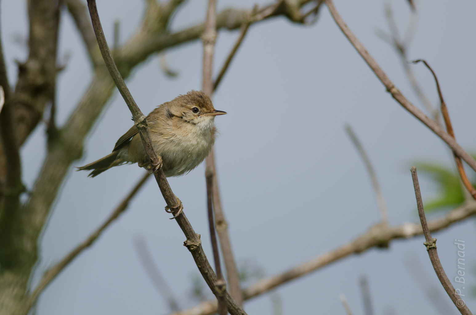 Rouserolle effarvate