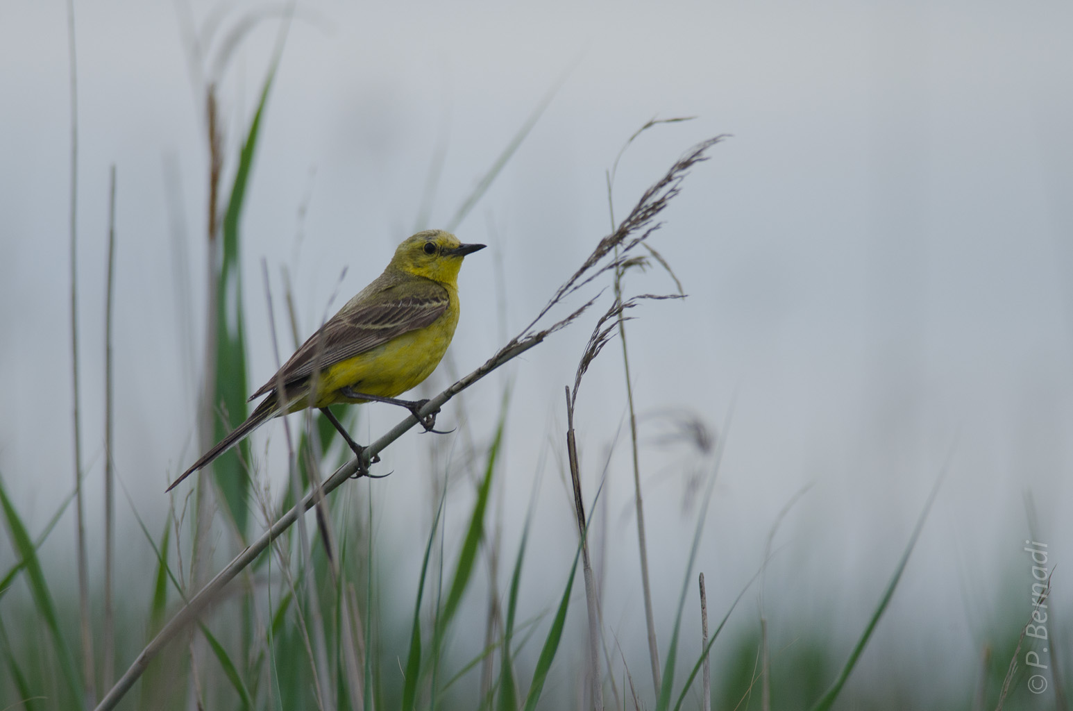 Bergeronnette printanière