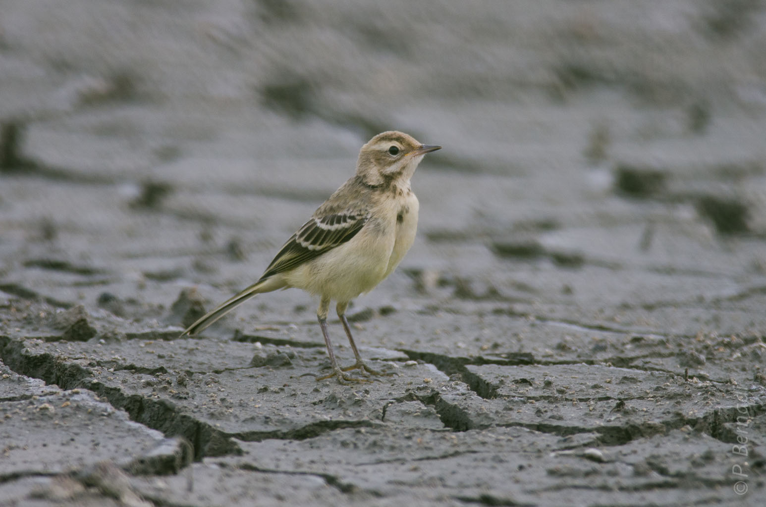 Bergeronnette printanière