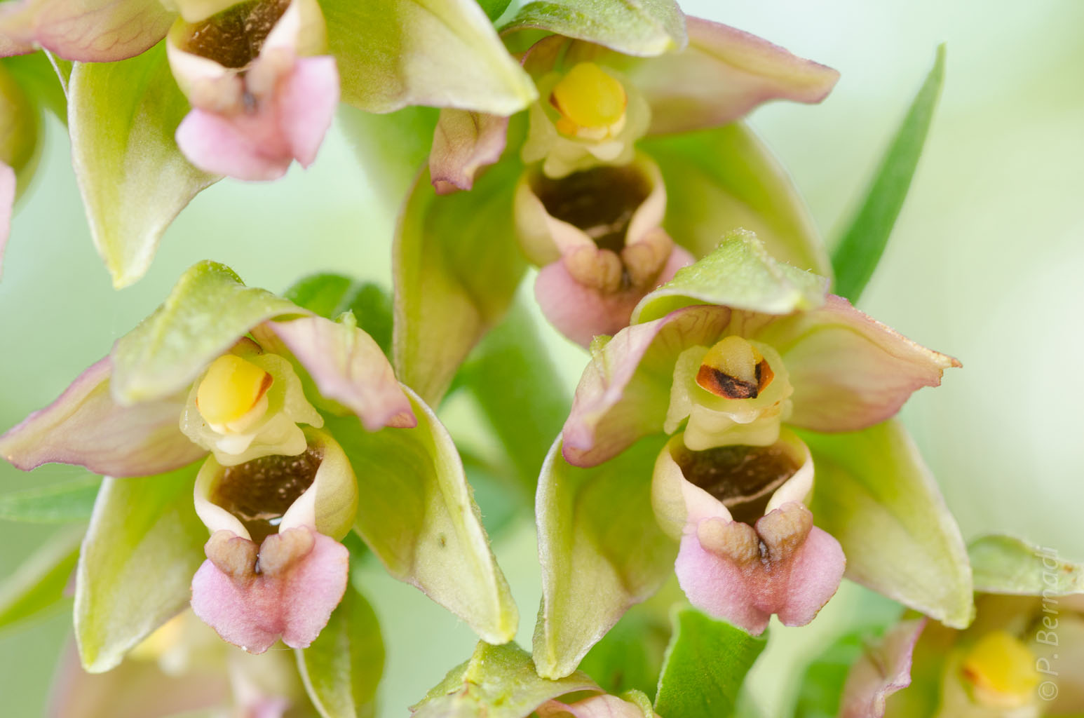 Orchidée Epipactis