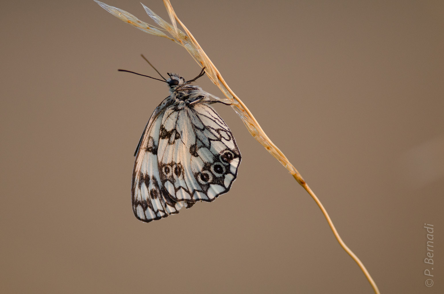 Repos du soir sur une brindille