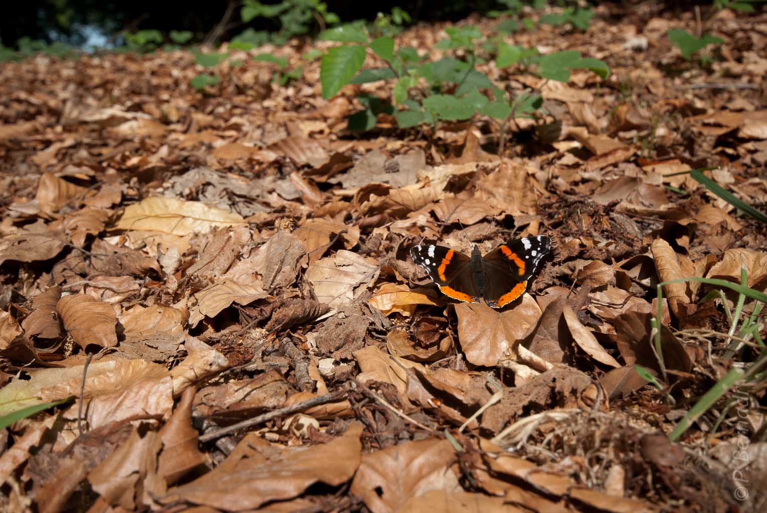 Parc de Gonfreville l'Orcher